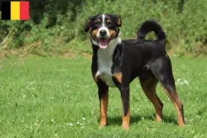 Lire la suite à propos de l’article Bouvier d’Appenzell éleveurs et chiots en Belgique