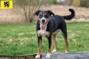 Lire la suite à propos de l’article Bouvier d’Appenzell éleveurs et chiots en Flandre