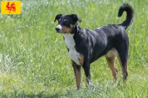 Lire la suite à propos de l’article Éleveurs de bouviers d’Appenzell et chiots en Région wallonne