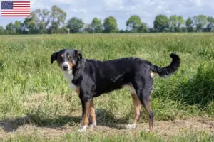 Lire la suite à propos de l’article Éleveurs de bouviers appenzellois et chiots aux États-Unis