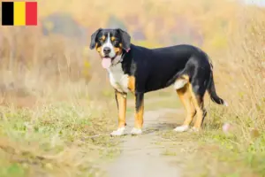 Lire la suite à propos de l’article Éleveurs de bouviers de l’Entlebuch et chiots en Belgique
