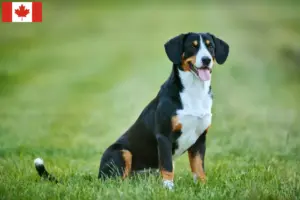 Lire la suite à propos de l’article Éleveurs de bouviers de l’Entlebuch et chiots au Canada