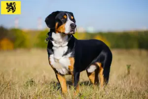 Lire la suite à propos de l’article Éleveurs de bouviers de l’Entlebuch et chiots en Flandre