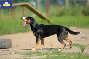 Lire la suite à propos de l’article Éleveurs de bouviers de l’Entlebuch et chiots en région de Bruxelles-Capitale