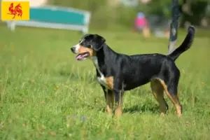Lire la suite à propos de l’article Éleveurs de bouviers de l’Entlebuch et chiots en Région wallonne