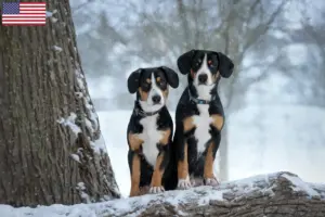 Lire la suite à propos de l’article Éleveurs de bouviers de l’Entlebuch et chiots aux États-Unis
