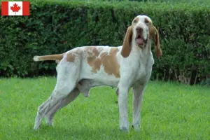 Lire la suite à propos de l’article Bracco Italiano Éleveurs et chiots au Canada