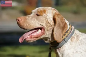 Lire la suite à propos de l’article Braque du Bourbonnais Éleveurs et chiots aux États-Unis