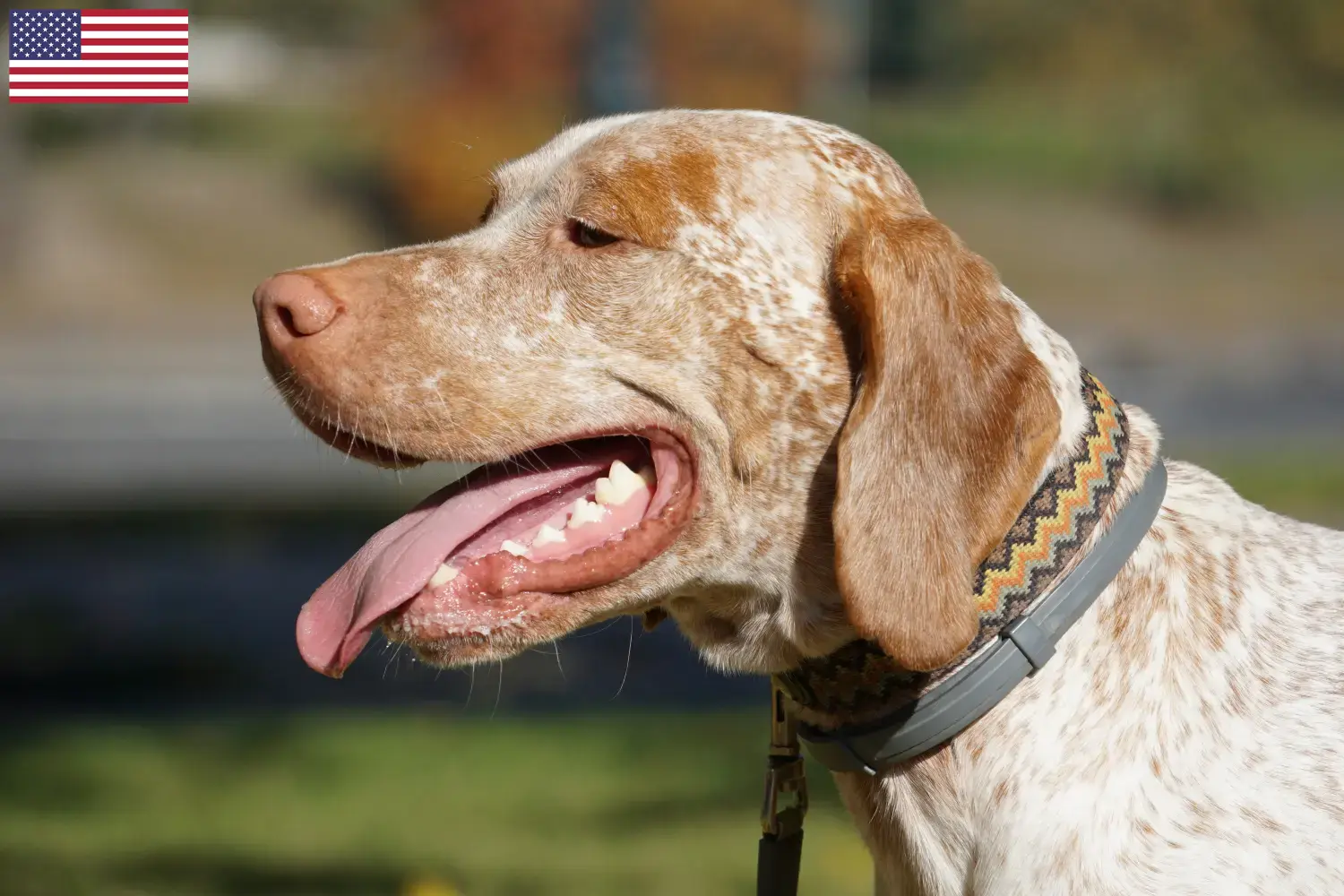 Braque du Bourbonnais Chiots et éleveurs USA Ici, tu trouveras des éleveurs de Braque du Bourbonnais aux États-Unis.