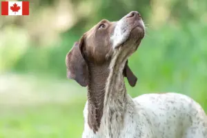 Lire la suite à propos de l’article Braque français type Gascogne Éleveurs et chiots au Canada