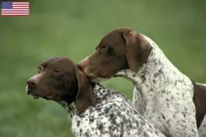 Lire la suite à propos de l’article Braque français type Pyrénées Éleveurs et chiots aux États-Unis