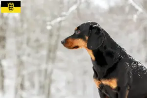 Lire la suite à propos de l’article Braque tyrolien éleveurs et chiots en Baden-Württemberg