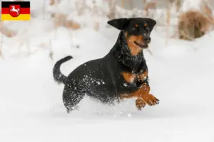 Lire la suite à propos de l’article Braque tyrolien éleveurs et chiots en Basse-Saxe