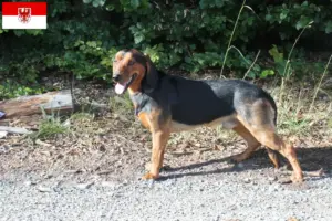 Lire la suite à propos de l’article Braque tyrolien éleveurs et chiots dans le Brandebourg