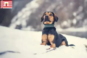 Lire la suite à propos de l’article Éleveurs de braques tyroliens et chiots à Brême