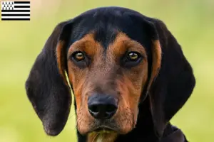 Lire la suite à propos de l’article Éleveurs de braques tyroliens et chiots en Bretagne