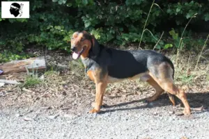 Lire la suite à propos de l’article Éleveurs de braques tyroliens et chiots en Corse