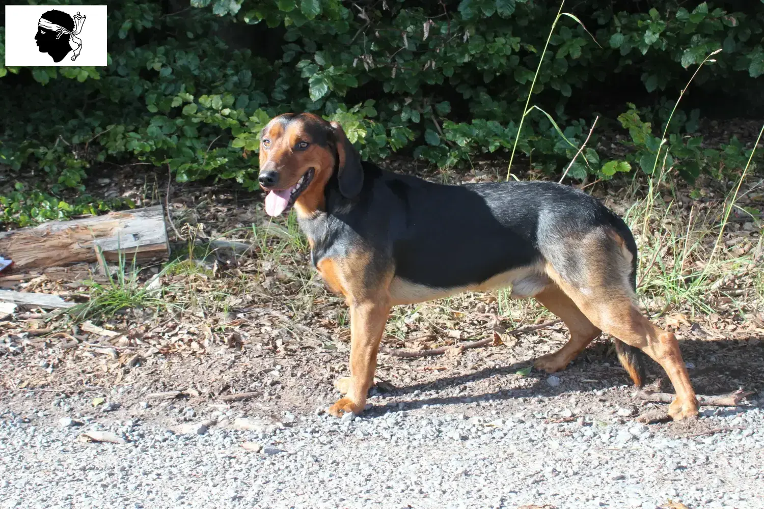 Braque tyrolien chiots et éleveurs Corse Ici tu trouves des éleveurs de braques tyroliens en Corse.