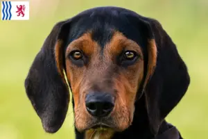 Lire la suite à propos de l’article Éleveurs de braques tyroliens et chiots en Nouvelle-Aquitaine