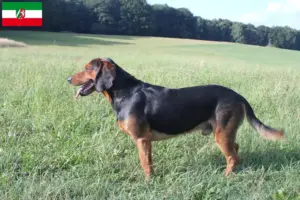 Lire la suite à propos de l’article Braque tyrolien éleveurs et chiots en Rhénanie-du-Nord-Westphalie