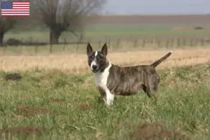 Lire la suite à propos de l’article Éleveurs de Bull Terriers et chiots aux États-Unis