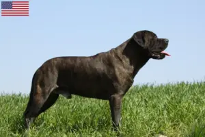 Lire la suite à propos de l’article Éleveurs de Bullmastiff et chiots aux États-Unis