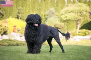 Lire la suite à propos de l’article Cão de Agua português Éleveurs et chiots aux États-Unis