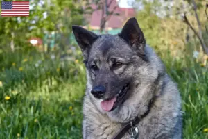 Lire la suite à propos de l’article Éleveurs de chiens d’élan norvégiens et chiots aux États-Unis