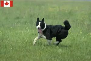 Lire la suite à propos de l’article Éleveurs de chiens d’ours caréliens et chiots au Canada