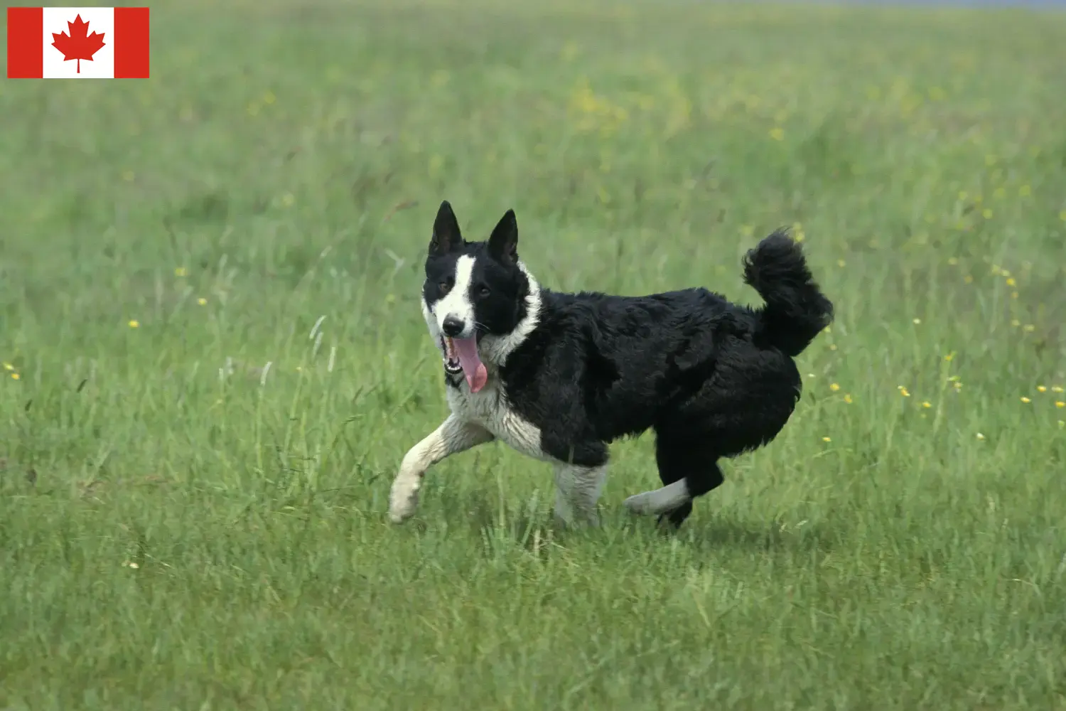 Chien d'ours carélien chiots et éleveurs Canada Ici, tu trouveras des éleveurs de chiens d'ours caréliens au Canada.