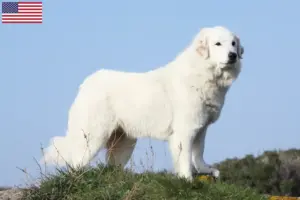Lire la suite à propos de l’article Éleveurs de chiens de montagne des Pyrénées et chiots aux États-Unis