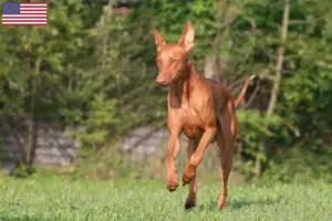 Lire la suite à propos de l’article Éleveurs de chiens de pharaon et chiots aux États-Unis