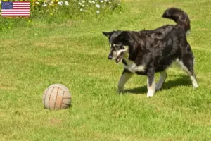 Lire la suite à propos de l’article Éleveurs de chiens de rennes lapons et chiots aux États-Unis