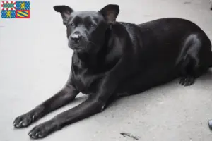 Lire la suite à propos de l’article Éleveurs de chiens de Taïwan et chiots en Bourgogne-Franche-Comté