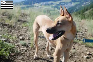 Lire la suite à propos de l’article Éleveurs de chiens de Taiwan et chiots en Bretagne