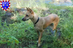 Lire la suite à propos de l’article Éleveurs de chiens de Taïwan et chiots en Centre-Val de Loire