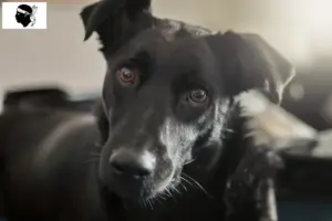 Lire la suite à propos de l’article Éleveurs de chiens de Taiwan et chiots en Corse