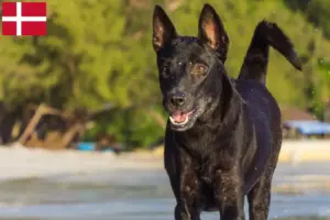 Lire la suite à propos de l’article Éleveurs de chiens de Taiwan et chiots au Danemark