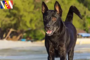 Lire la suite à propos de l’article Éleveurs de chiens de Taïwan et chiots en Grand Est