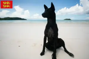 Lire la suite à propos de l’article Éleveurs de chiens de Taiwan et chiots en Normandie