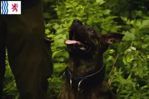 Lire la suite à propos de l’article Éleveurs de chiens de Taïwan et chiots en Nouvelle-Aquitaine