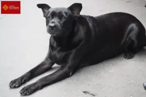 Lire la suite à propos de l’article Éleveurs de chiens de Taiwan et chiots en Occitanie