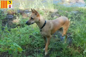 Lire la suite à propos de l’article Éleveurs de chiens de Taiwan et chiots en Provence-Alpes-Côte d’Azur