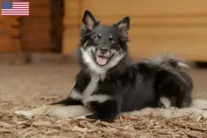 Lire la suite à propos de l’article Éleveurs de chiens islandais et chiots aux États-Unis