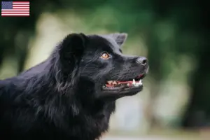Lire la suite à propos de l’article Éleveurs de chiens lapins suédois et chiots aux États-Unis