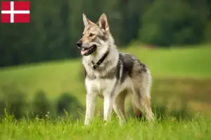Lire la suite à propos de l’article Chien-loup tchécoslovaque éleveur et chiots au Danemark
