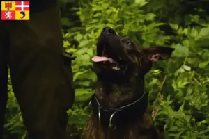 Lire la suite à propos de l’article Éleveurs de chiens de Taïwan et chiots en Auvergne-Rhône-Alpes