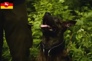 Lire la suite à propos de l’article Éleveurs de chiens de Taiwan et chiots en Basse-Saxe