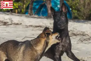 Lire la suite à propos de l’article Éleveurs de chiens de Taiwan et chiots à Brême