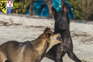 Lire la suite à propos de l’article Éleveurs de chiens de Taiwan et chiots en Hauts-de-France